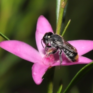 Megachile (Hackeriapis) tosticauda at Acton, ACT - 10 Apr 2022