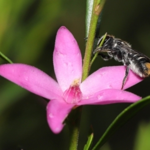 Megachile (Hackeriapis) tosticauda at Acton, ACT - 10 Apr 2022