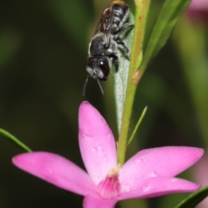 Megachile (Hackeriapis) tosticauda at Acton, ACT - 10 Apr 2022 11:43 AM