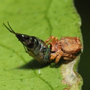 Arkys sp. (genus) at Wellington Point, QLD - suppressed
