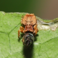 Arkys sp. (genus) at Wellington Point, QLD - suppressed