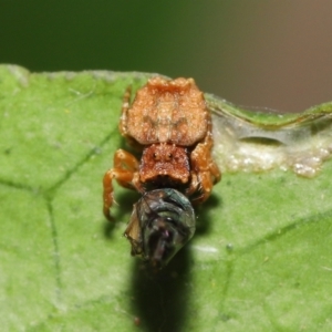 Arkys sp. (genus) at Wellington Point, QLD - suppressed