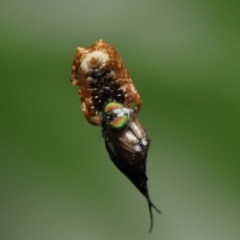 Arkys sp. (genus) at Wellington Point, QLD - suppressed