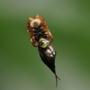 Arkys sp. (genus) at Wellington Point, QLD - suppressed