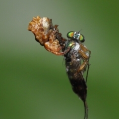 Arkys sp. (genus) at Wellington Point, QLD - suppressed