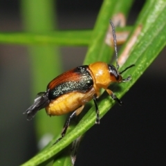 Unidentified Beetle (Coleoptera) at Wellington Point, QLD - 26 Mar 2022 by TimL
