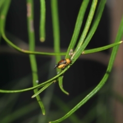 Aporocera (Aporocera) iridipennis at Wellington Point, QLD - suppressed