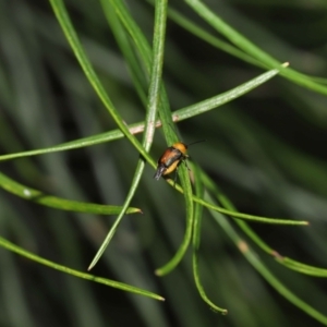 Aporocera (Aporocera) iridipennis at Wellington Point, QLD - suppressed