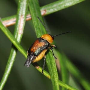 Aporocera (Aporocera) iridipennis at Wellington Point, QLD - suppressed