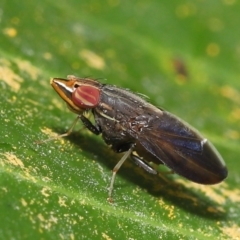 Cephaloconus tenebrosus (Treehopper Mimic Fly) at Wellington Point, QLD by TimL