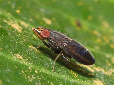 Cephaloconus tenebrosus (Treehopper Mimic Fly) at Wellington Point, QLD - 26 Mar 2022 by TimL