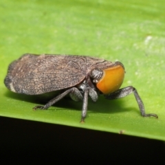 Unidentified Leafhopper & planthopper (Hemiptera, several families) at Wellington Point, QLD - 27 Mar 2022 by TimL