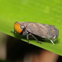 Hackerobrachys viridiventris at Wellington Point, QLD - suppressed
