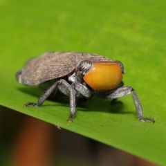 Hackerobrachys viridiventris at Wellington Point, QLD - suppressed