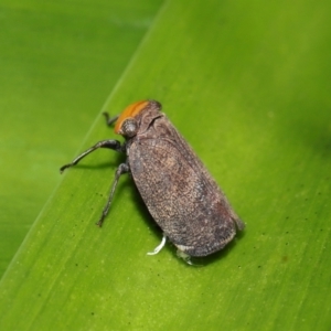 Hackerobrachys viridiventris at Wellington Point, QLD - suppressed