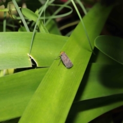 Hackerobrachys viridiventris at Wellington Point, QLD - suppressed