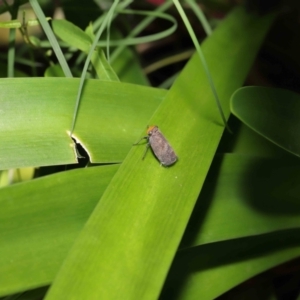 Hackerobrachys viridiventris at Wellington Point, QLD - suppressed
