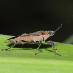 Arocatus rusticus (Swan Plant Seed Bug) at Wellington Point, QLD - 27 Mar 2022 by TimL