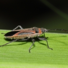 Arocatus rusticus at Wellington Point, QLD - suppressed