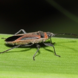 Arocatus rusticus at Wellington Point, QLD - suppressed