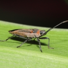 Arocatus rusticus at Wellington Point, QLD - suppressed