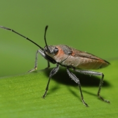 Arocatus rusticus at Wellington Point, QLD - suppressed