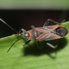 Arocatus rusticus at Wellington Point, QLD - suppressed