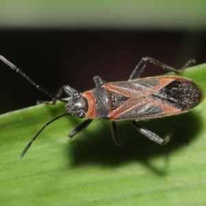 Arocatus rusticus at Wellington Point, QLD - suppressed