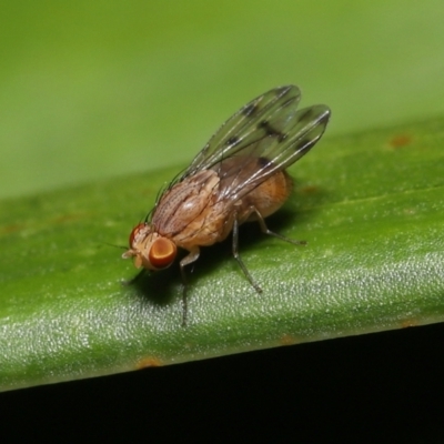 Homoneura (genus) (Spotted Wing Lauxid Fly) at Wellington Point, QLD by TimL