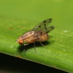 Homoneura (genus) at Wellington Point, QLD - suppressed