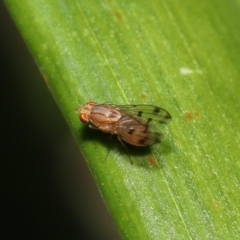 Homoneura (genus) at Wellington Point, QLD - suppressed