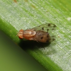 Homoneura (genus) at Wellington Point, QLD - suppressed