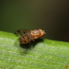 Homoneura (genus) at Wellington Point, QLD - suppressed