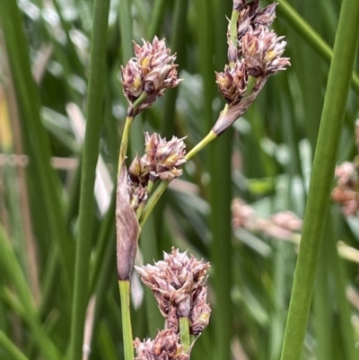 Machaerina rubiginosa (Soft Twig-rush) at Tharwa, ACT - 18 Apr 2022 by JaneR