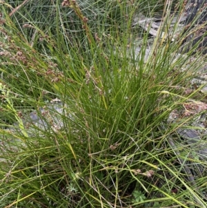 Machaerina rubiginosa at Tharwa, ACT - 18 Apr 2022