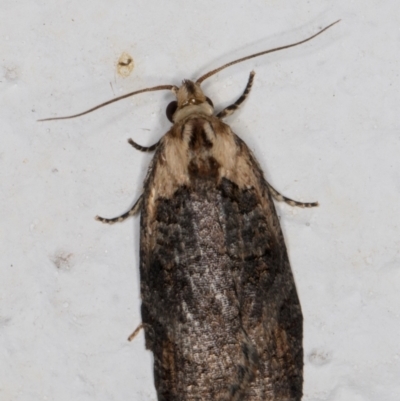 Cryptoptila australana (Elderberry Leaf Roller Moth) at Melba, ACT - 7 Mar 2022 by kasiaaus