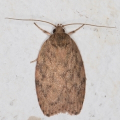 Garrha repandula (a Concealer Moth) at Melba, ACT - 7 Mar 2022 by kasiaaus
