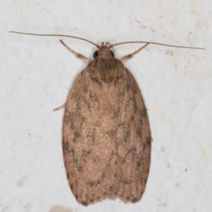 Garrha repandula at Melba, ACT - 8 Mar 2022 12:51 AM