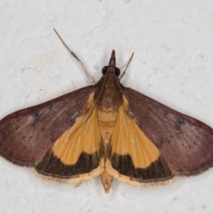 Uresiphita ornithopteralis at Melba, ACT - 8 Mar 2022