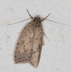 Garrha carnea (A concealer moth) at Melba, ACT - 8 Mar 2022 by kasiaaus