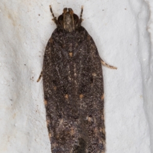 Ardozyga undescribed species near deltodes at Melba, ACT - 8 Mar 2022