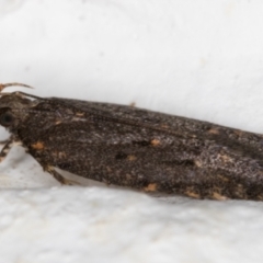 Ardozyga undescribed species near deltodes at Melba, ACT - 8 Mar 2022