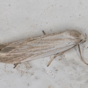 Philobota agnesella at Melba, ACT - 8 Mar 2022 12:59 AM