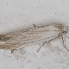Philobota agnesella (A concealer moth) at Melba, ACT - 7 Mar 2022 by kasiaaus