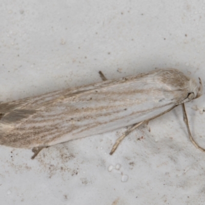 Philobota agnesella (A concealer moth) at Melba, ACT - 7 Mar 2022 by kasiaaus