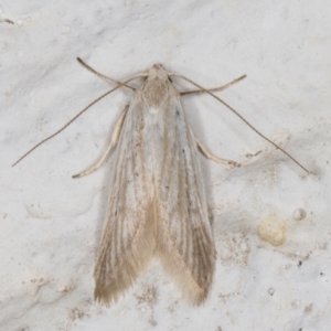 Philobota agnesella at Melba, ACT - 8 Mar 2022 12:59 AM