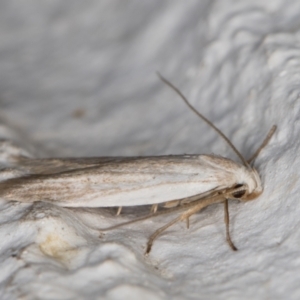 Philobota agnesella at Melba, ACT - 8 Mar 2022 12:59 AM