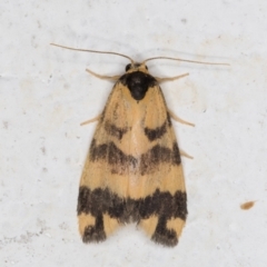 Thallarcha partita (Dark-banded Footman) at Melba, ACT - 8 Mar 2022 by kasiaaus