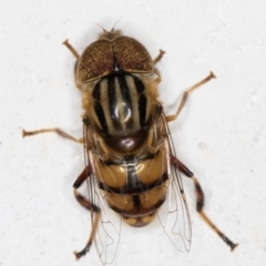 Eristalinus punctulatus (Golden Native Drone Fly) at Melba, ACT - 7 Mar 2022 by kasiaaus