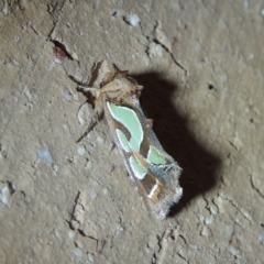 Cosmodes elegans (Green Blotched Moth) at Conder, ACT - 31 Dec 2021 by MichaelBedingfield